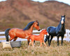 Spanish Mustang Family