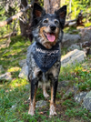 Wrangler Pet Paisley Bandana Navy Multi - Broken horn