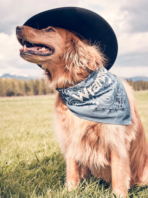 Wrangler Pet Paisley Bandana Navy Multi - Broken horn