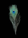 Peacock Feathers - Broken horn