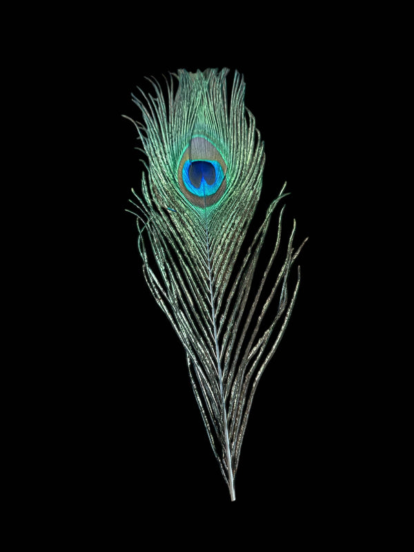 Peacock Feathers - Broken horn