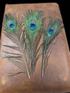 Peacock Feathers - Broken horn