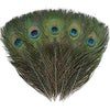 Peacock Feathers - Broken horn