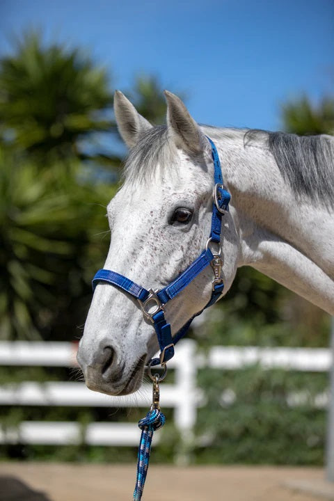 Premium Nylon Halter - Navy/Kentucky Blue Plaid - Broken horn